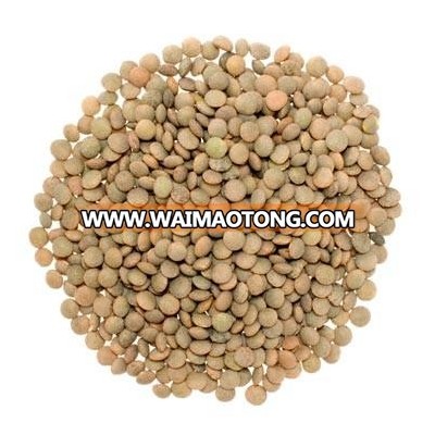 Brown Lentils in bulk and organic quality!